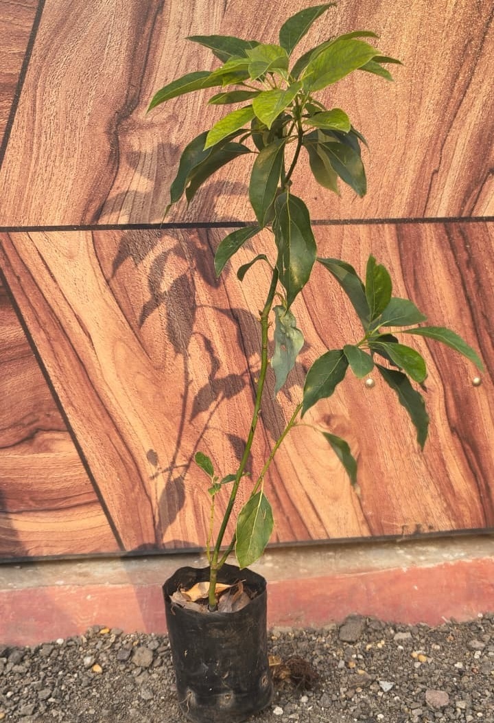 Kapoor Plant